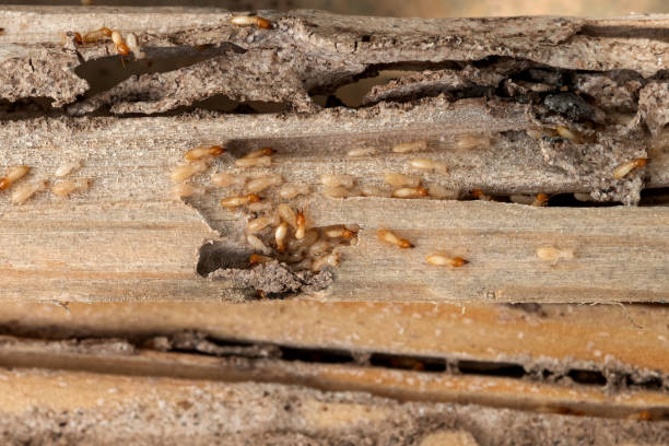 Best Rat Extermination Near Me  in Brush, CO